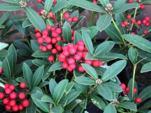 Skimmia japonica 'Tansley Gem'-0