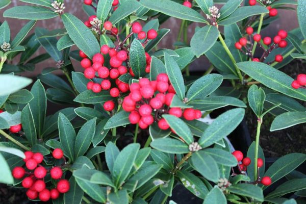 Skimmia japonica 'Tansley Gem'-0