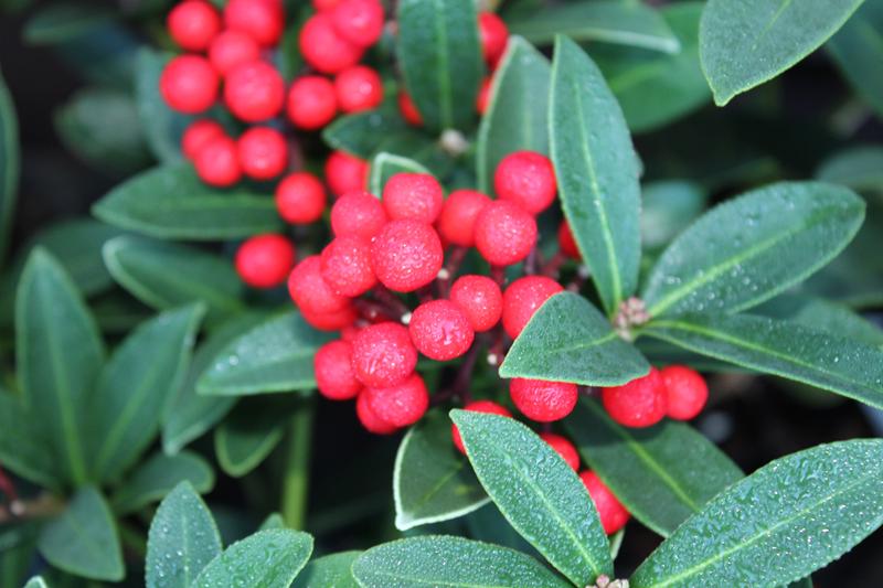 Skimmia japonica 'Tansley Gem'-7503