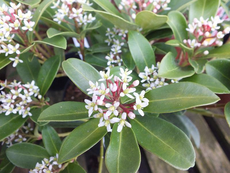 Skimmia japonica 'Tansley Gem'-2110