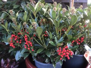 Skimmia japonica 'Pabella 1.5 Litre'-0