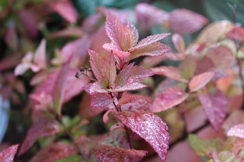 Spiraea japonica 'Candlelight'-7507