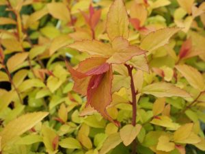 Spiraea japonica 'Firelight'-0