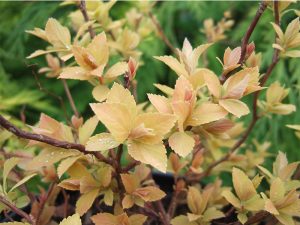 Spiraea japonica 'Candlelight'-0