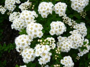 Spiraea nipponica 'Snowmound'-0