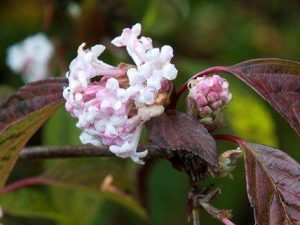 Viburnum x bodnantense 'Dawn'-0