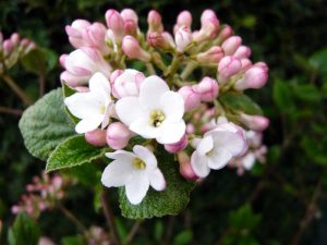 Viburnum x burkwoodii 'Anne Russell'-0