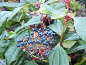 Viburnum davidii FEMALE-0