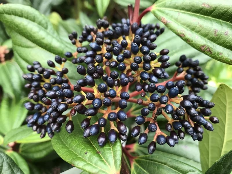 Viburnum davidii FEMALE-13994