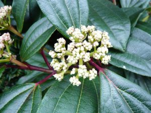 Viburnum davidii mixed Male and Female-0
