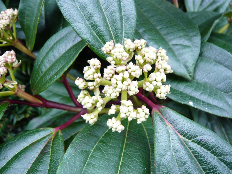 Viburnum davidii mixed Male and Female-0