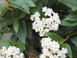 Viburnum tinus 'Eve Price' -0