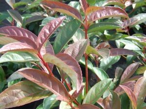 Viburnum 'Le Bois Marquis'-0