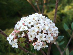 Viburnum x burkwoodii 'Park Farm Hybrid'-0