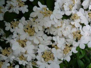 Viburnum plicatum 'Summer Snowflake'-0