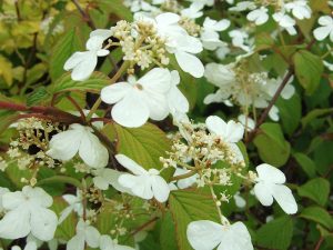 Viburnum plicatum 'Lanarth'-0