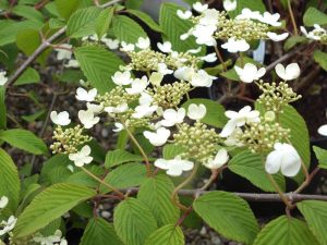 Viburnum plicatum 'Mariesii'-0