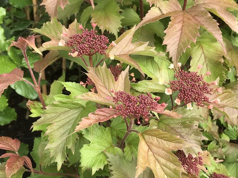 Viburnum sargentii 'Onondaga'-16056