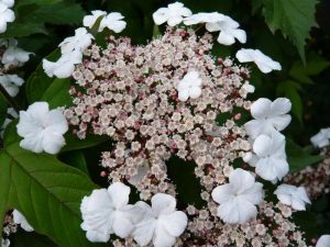 Viburnum sargentii 'Onondaga'-0