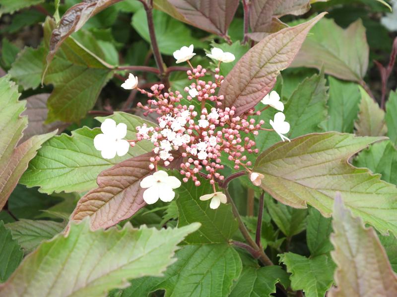 Viburnum sargentii 'Onondaga'-4478