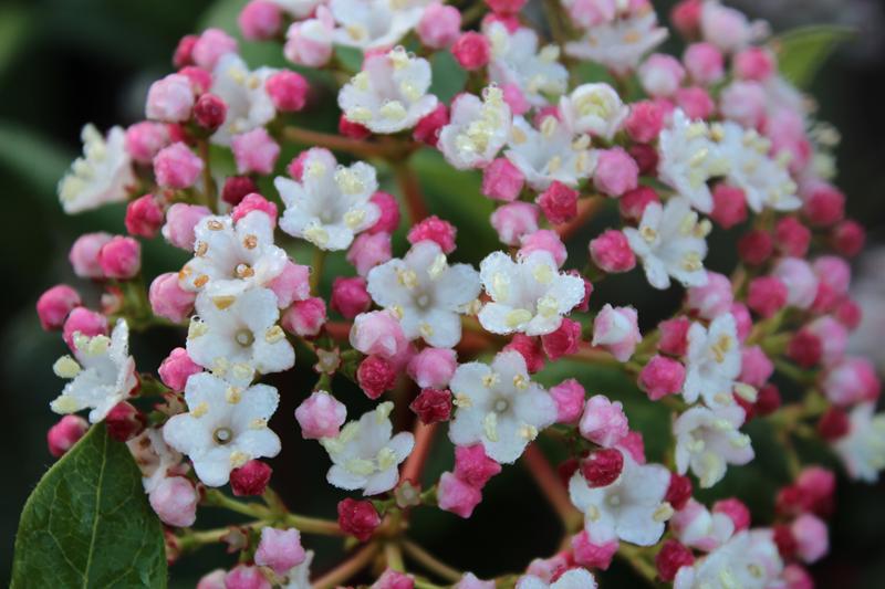 Viburnum tinus 'Gwenllian'-7522