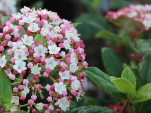 Viburnum tinus 'Gwenllian'-0