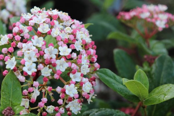 Viburnum tinus 'Gwenllian'-0