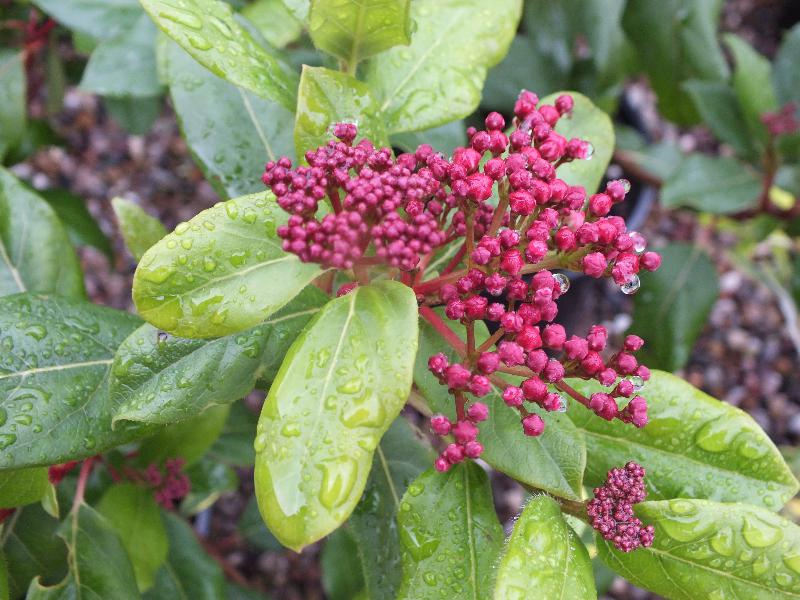 Viburnum tinus 'Gwenllian'-2118