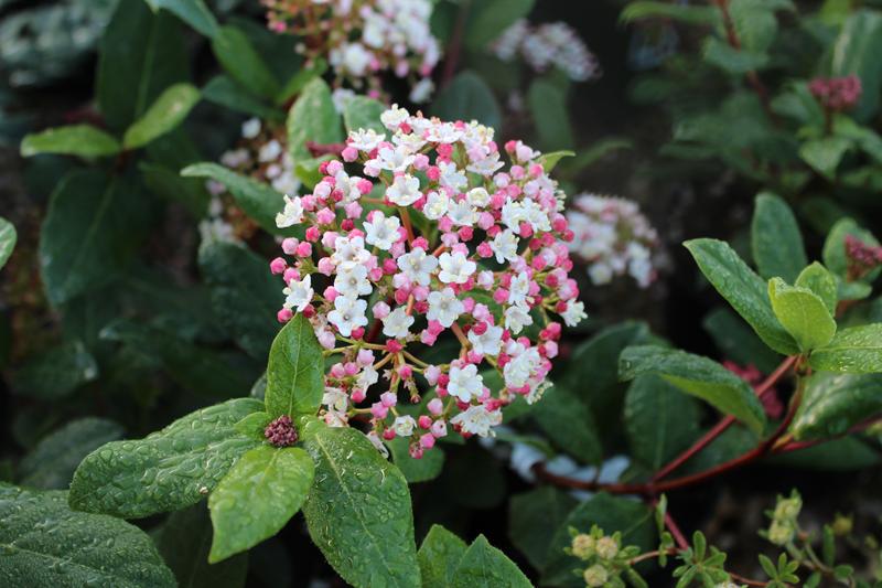 Viburnum tinus 'Gwenllian'-7520