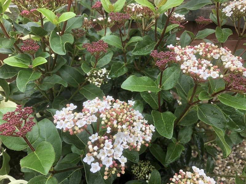 Viburnum tinus 'Lisa Rose'-0