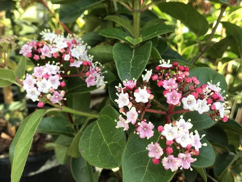 Viburnum tinus 'Lisa Rose'-13995