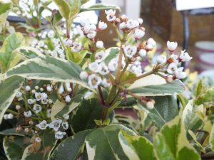 Viburnum tinus 'Lucidum Variegatum'-0