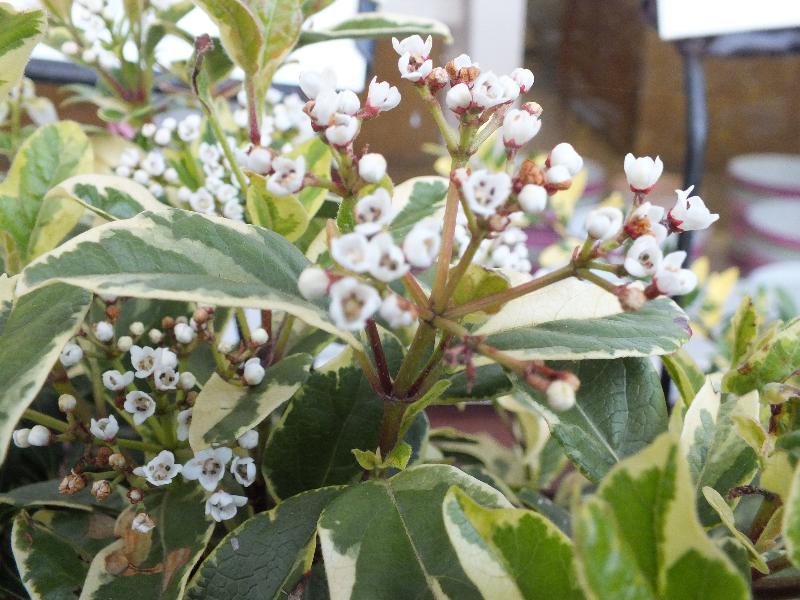Viburnum tinus 'Lucidum Variegatum'-0