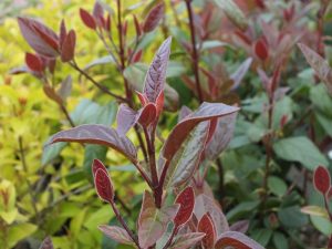 Viburnum tinus 'Purpureum'-0