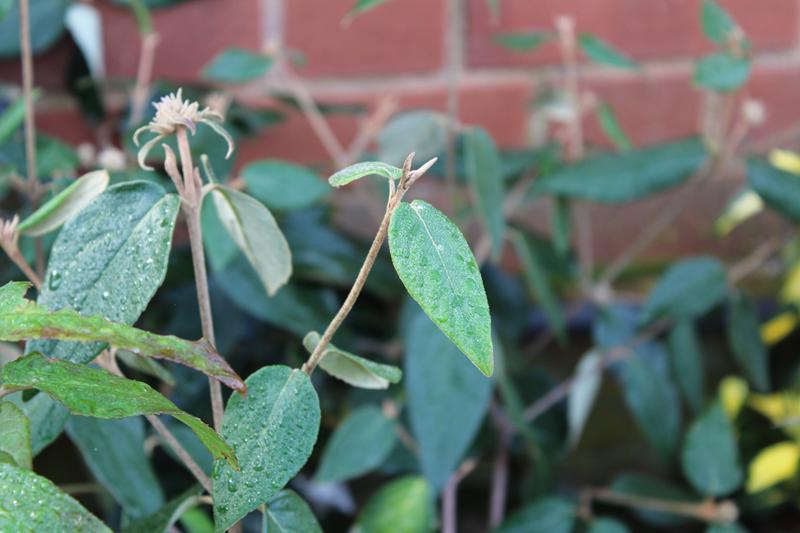 Viburnum x burkwoodii 'Anne Russell'-7527