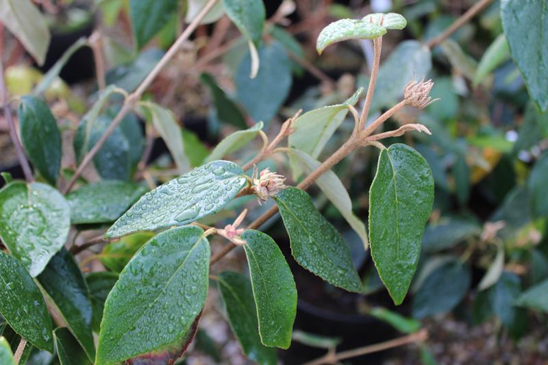 Viburnum x burkwoodii 'Anne Russell'-7528