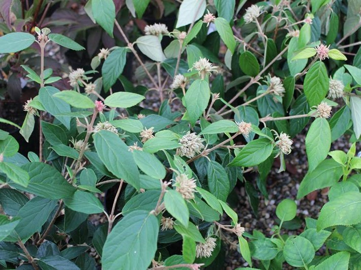 Viburnum 'Eskimo' -26462