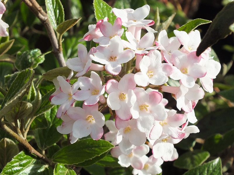 Viburnum x burkwoodii 'Mohawk'-3659