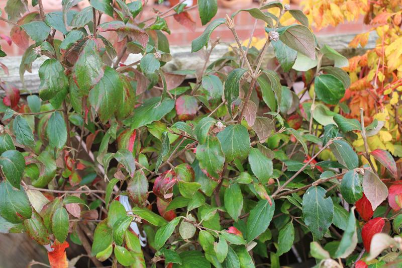 Viburnum x burkwoodii 'Mohawk'-7529