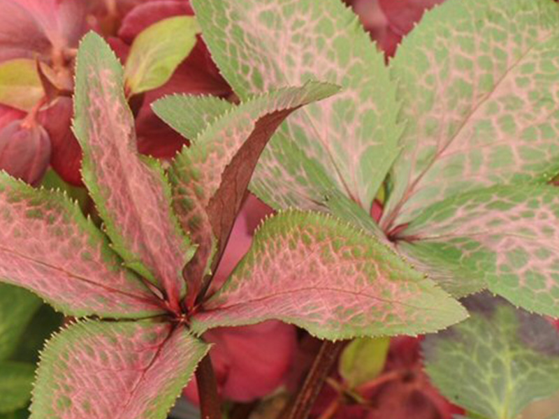 Helleborus (Rodney Davey Marbled Group) 'Penny's Pink'-3241