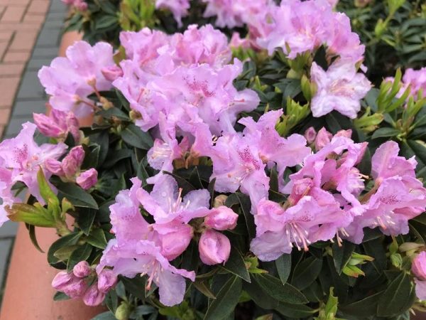 Rhododendron 'Robert Seleger'-0