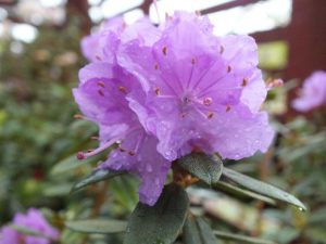 Rhododendron 'Ramapo'-0