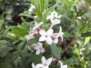 Daphne × transatlantica 'Eternal Fragrance'-0