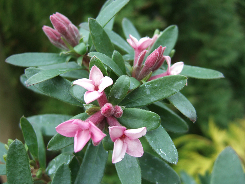 Daphne × transatlantica 'Pink Fragrance'-0