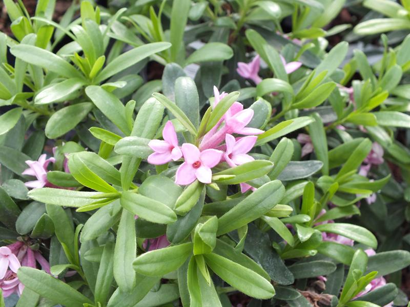 Daphne × transatlantica 'Pink Fragrance'-3781
