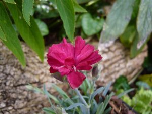 Dianthus 'Fusilier'-0