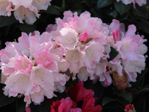 Rhododendron 'Dreamland'-0