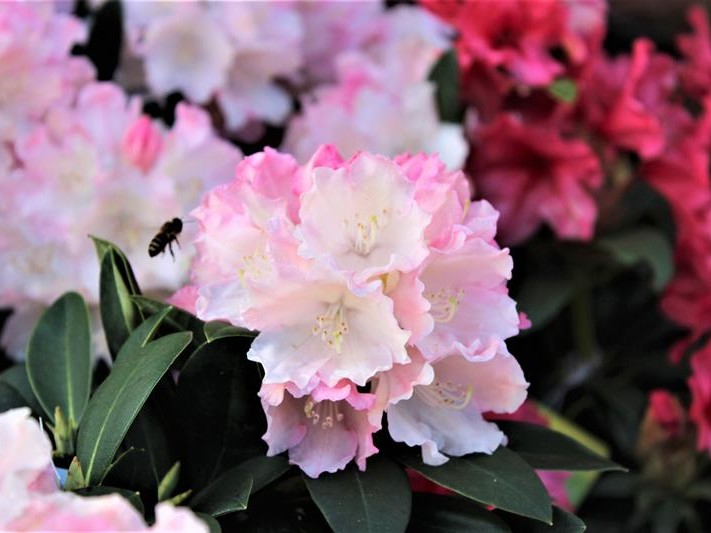 Rhododendron 'Dreamland'-26593