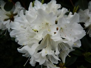 Rhododendron 'Crane'-0