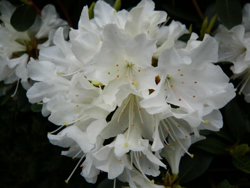 Rhododendron 'Crane'-0